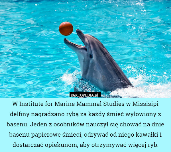 W Institute for Marine Mammal Studies w Missisipi delfiny nagradzano rybą za każdy śmieć wyłowiony z basenu. Jeden z osobników nauczył się chować na dnie basenu papierowe śmieci, odrywać od niego kawałki i dostarczać opiekunom, aby otrzymywać więcej ryb. 