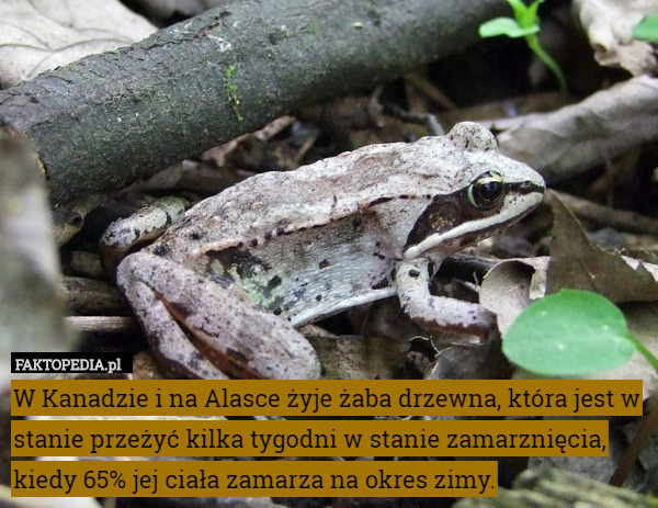 W Kanadzie i na Alasce żyje żaba drzewna, która jest w stanie przeżyć kilka tygodni w stanie zamarznięcia, kiedy 65% jej ciała zamarza na okres zimy. 