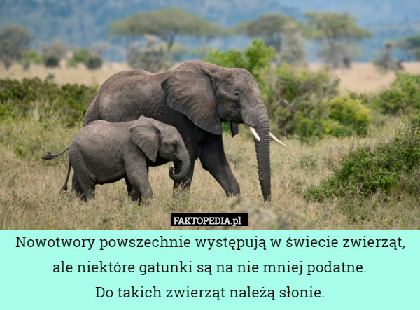 Nowotwory powszechnie występują w świecie zwierząt, ale niektóre gatunki są na nie mniej podatne.
 Do takich zwierząt należą słonie. 