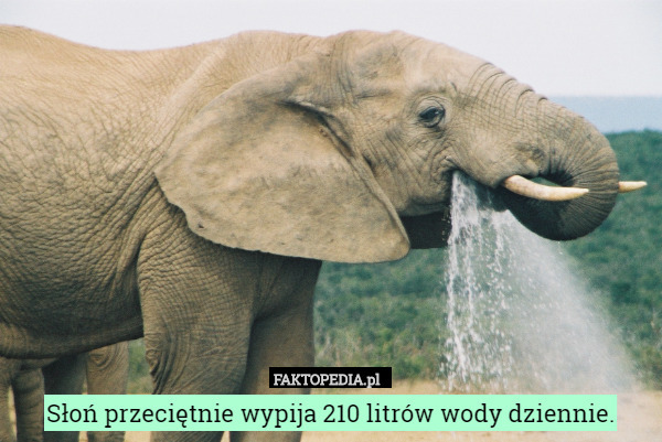 Słoń przeciętnie wypija 210 litrów wody dziennie. 