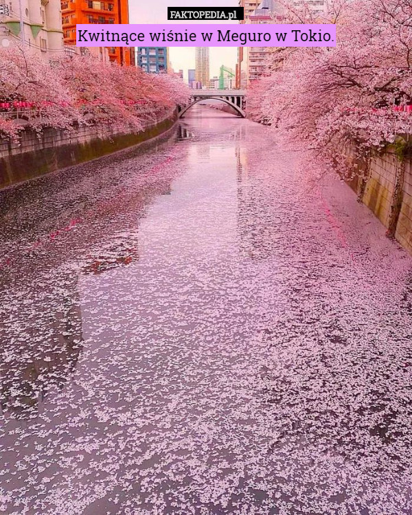 Kwitnące wiśnie w Meguro w Tokio. 
