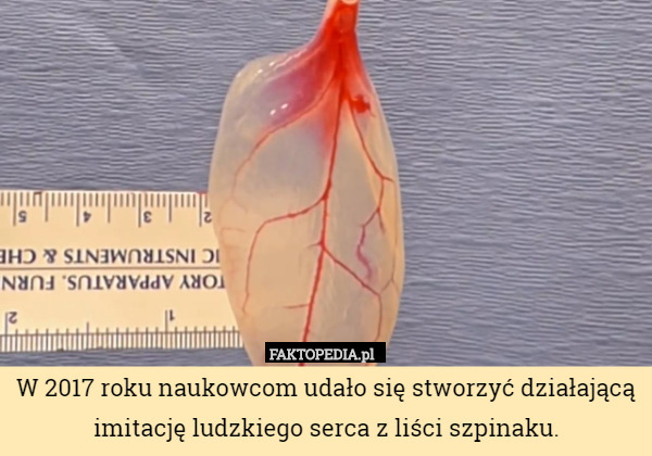 W 2017 roku naukowcom udało się stworzyć działającą imitację ludzkiego serca z liści szpinaku. 