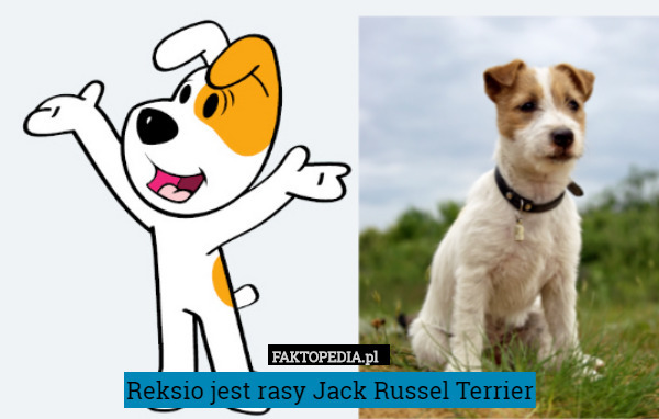 Reksio jest rasy Jack Russel Terrier 