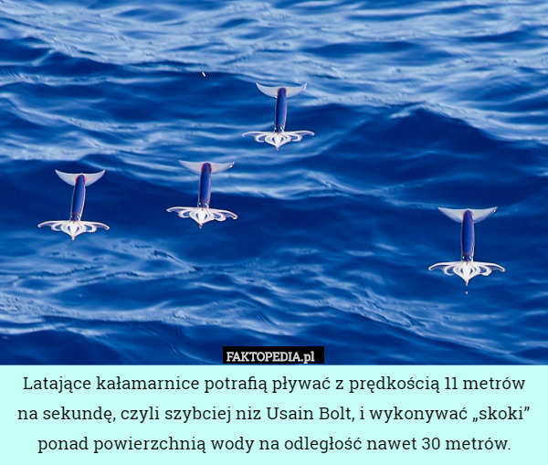 Latające kałamarnice potrafią pływać z prędkością 11 metrów na sekundę, czyli szybciej niz Usain Bolt, i wykonywać „skoki” ponad powierzchnią wody na odległość nawet 30 metrów. 