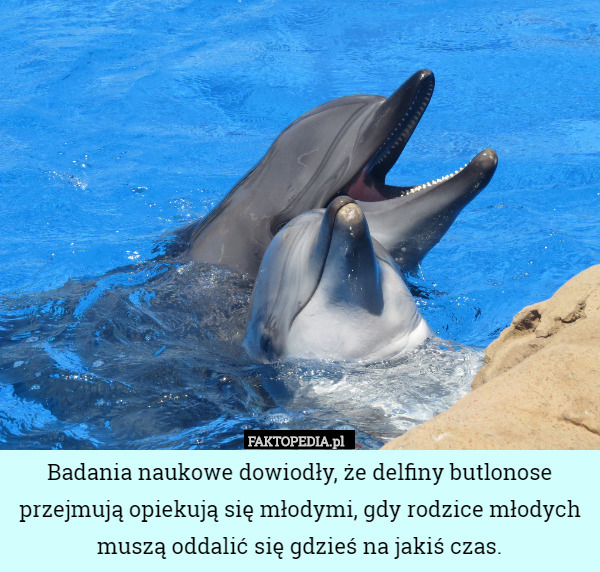 Badania naukowe dowiodły, że delfiny butlonose przejmują opiekują się młodymi, gdy rodzice młodych muszą oddalić się gdzieś na jakiś czas. 