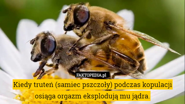Kiedy truteń (samiec pszczoły) podczas kopulacji osiąga orgazm eksplodują mu jądra. 