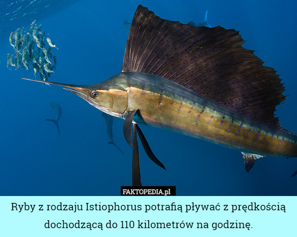 Ryby z rodzaju Istiophorus potrafią pływać z prędkością dochodzącą do 110 kilometrów na godzinę. 