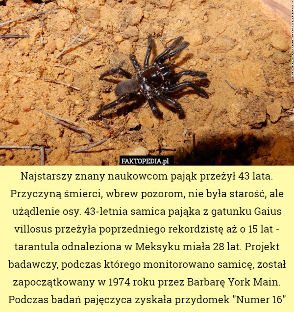 Najstarszy znany naukowcom pająk przeżył 43 lata. Przyczyną śmierci, wbrew pozorom, nie była starość, ale użądlenie osy. 43-letnia samica pająka z gatunku Gaius villosus przeżyła poprzedniego rekordzistę aż o 15 lat - tarantula odnaleziona w Meksyku miała 28 lat. Projekt badawczy, podczas którego monitorowano samicę, został zapoczątkowany w 1974 roku przez Barbarę York Main. Podczas badań pajęczyca zyskała przydomek "Numer 16" 