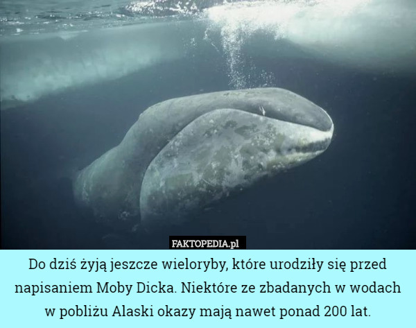Do dziś żyją jeszcze wieloryby, które urodziły się przed napisaniem Moby Dicka. Niektóre ze zbadanych w wodach w pobliżu Alaski okazy mają nawet ponad 200 lat. 