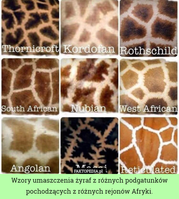 Wzory umaszczenia żyraf z różnych podgatunków pochodzących z różnych rejonów Afryki. 