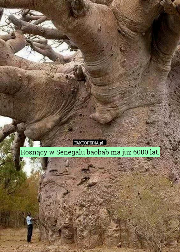 Rosnący w Senegalu baobab ma już 6000 lat. 