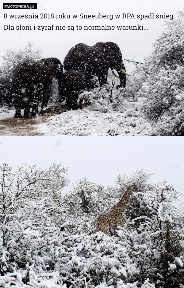 8 września 2018 roku w Sneeuberg w RPA spadł śnieg. Dla słoni i żyraf nie są to normalne warunki... 