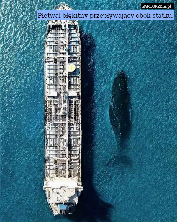 Płetwal błękitny przepływający obok statku. 