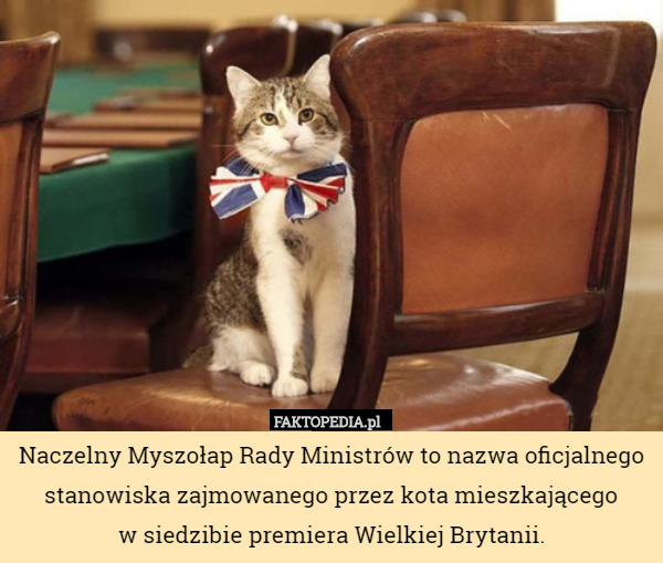 Naczelny Myszołap Rady Ministrów to nazwa oficjalnego stanowiska zajmowanego przez kota mieszkającego
w siedzibie premiera Wielkiej Brytanii. 