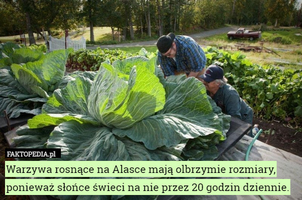 Warzywa rosnące na Alasce mają olbrzymie rozmiary, ponieważ słońce świeci na nie przez 20 godzin dziennie. 