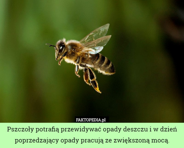 Pszczoły potrafią przewidywać opady deszczu i w dzień poprzedzający opady pracują ze zwiększoną mocą. 