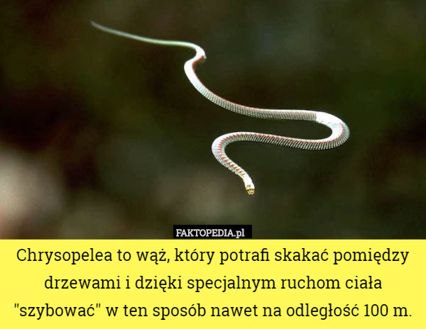 Chrysopelea to wąż, który potrafi skakać pomiędzy drzewami i dzięki specjalnym ruchom ciała "szybować" w ten sposób nawet na odległość 100 m. 