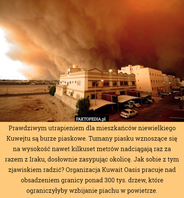 Prawdziwym utrapieniem dla mieszkańców niewielkiego Kuwejtu są burze piaskowe. Tumany piasku wznoszące się na wysokość nawet kilkuset metrów nadciągają raz za razem z Iraku, dosłownie zasypując okolicę. Jak sobie z tym zjawiskiem radzić? Organizacja Kuwait Oasis pracuje nad obsadzeniem granicy ponad 300 tys. drzew, które ograniczyłyby wzbijanie piachu w powietrze. 