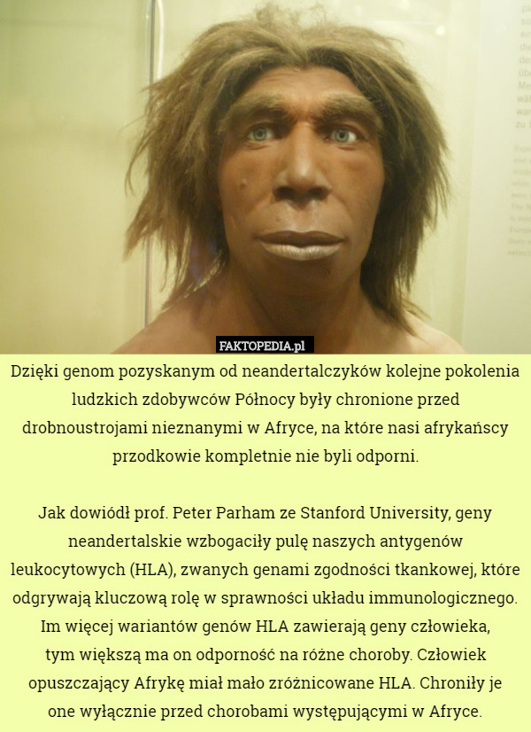 Dzięki genom pozyskanym od neandertalczyków kolejne pokolenia ludzkich zdobywców Północy były chronione przed drobnoustrojami nieznanymi w Afryce, na które nasi afrykańscy przodkowie kompletnie nie byli odporni.

Jak dowiódł prof. Peter Parham ze Stanford University, geny neandertalskie wzbogaciły pulę naszych antygenów leukocytowych (HLA), zwanych genami zgodności tkankowej, które odgrywają kluczową rolę w sprawności układu immunologicznego. Im więcej wariantów genów HLA zawierają geny człowieka,
 tym większą ma on odporność na różne choroby. Człowiek opuszczający Afrykę miał mało zróżnicowane HLA. Chroniły je
 one wyłącznie przed chorobami występującymi w Afryce. 