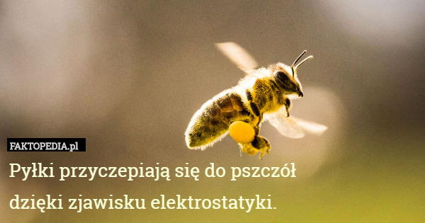 Pyłki przyczepiają się do pszczół
 dzięki zjawisku elektrostatyki. 