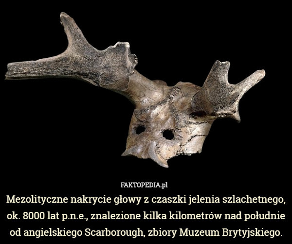 Mezolityczne nakrycie głowy z czaszki jelenia szlachetnego, ok. 8000 lat p.n.e., znalezione kilka kilometrów nad południe od angielskiego Scarborough, zbiory Muzeum Brytyjskiego. 