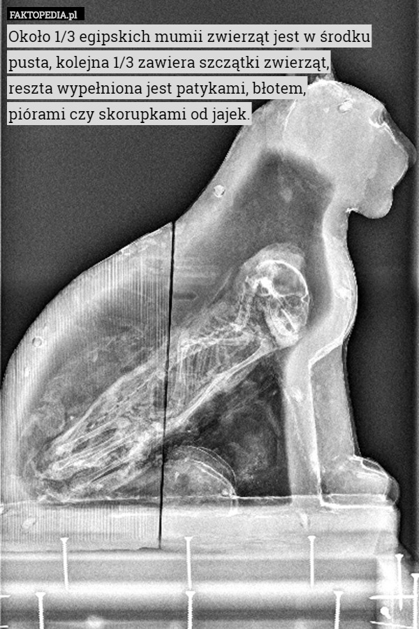 Około 1/3 egipskich mumii zwierząt jest w środku pusta, kolejna 1/3 zawiera szczątki zwierząt,
 reszta wypełniona jest patykami, błotem,
 piórami czy skorupkami od jajek. 