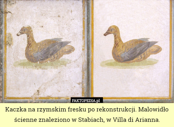 Kaczka na rzymskim fresku po rekonstrukcji. Malowidło ścienne znaleziono w Stabiach, w Villa di Arianna. 