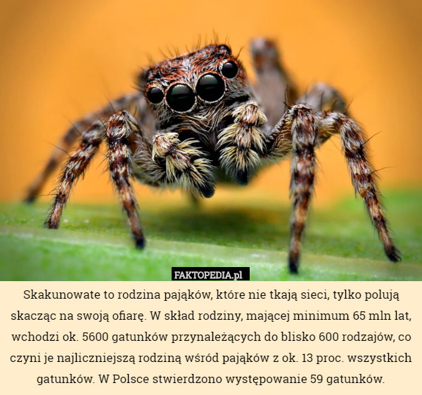 Skakunowate to rodzina pająków, które nie tkają sieci, tylko polują skacząc na swoją ofiarę. W skład rodziny, mającej minimum 65 mln lat, wchodzi ok. 5600 gatunków przynależących do blisko 600 rodzajów, co czyni je najliczniejszą rodziną wśród pająków z ok. 13 proc. wszystkich gatunków. W Polsce stwierdzono występowanie 59 gatunków. 