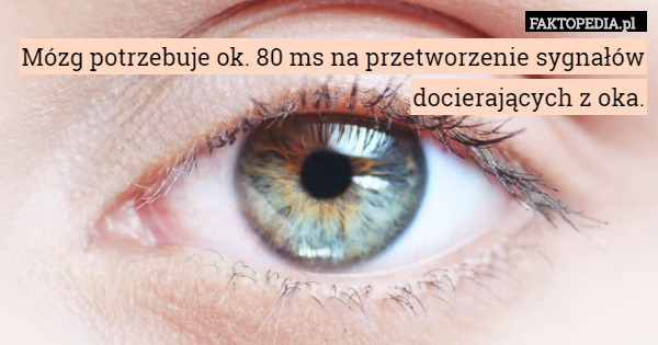 Mózg potrzebuje ok. 80 ms na przetworzenie sygnałów docierających z oka. 