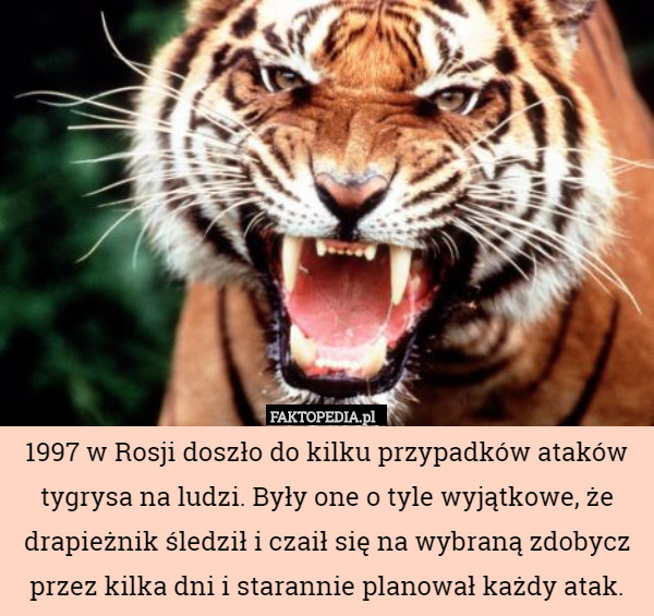 1997 w Rosji doszło do kilku przypadków ataków tygrysa na ludzi. Były one o tyle wyjątkowe, że drapieżnik śledził i czaił się na wybraną zdobycz przez kilka dni i starannie planował każdy atak. 