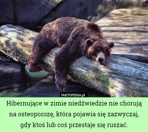 Hibernujące w zimie niedźwiedzie nie chorują na osteoporozę, która pojawia się zazwyczaj, gdy ktoś lub coś przestaje się ruszać. 