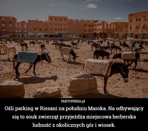 Ośli parking w Rissani na południu Maroka. Na odbywający się to souk zwierząt przyjeżdża miejscowa berberska ludność z okolicznych gór i wiosek. 