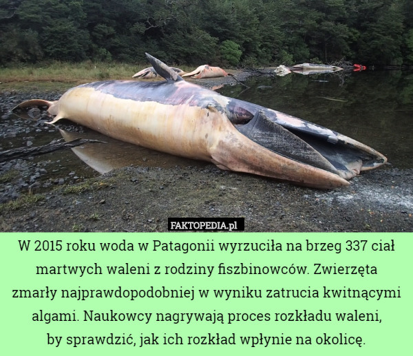 W 2015 roku woda w Patagonii wyrzuciła na brzeg 337 ciał martwych waleni z rodziny fiszbinowców. Zwierzęta
 zmarły najprawdopodobniej w wyniku zatrucia kwitnącymi algami. Naukowcy nagrywają proces rozkładu waleni,
 by sprawdzić, jak ich rozkład wpłynie na okolicę. 