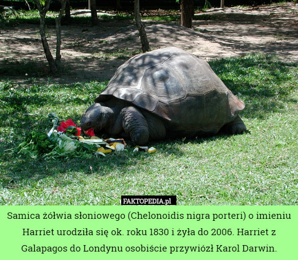 Samica żółwia słoniowego (Chelonoidis nigra porteri) o imieniu Harriet urodziła się ok. roku 1830 i żyła do 2006. Harriet z Galapagos do Londynu osobiście przywiózł Karol Darwin. 