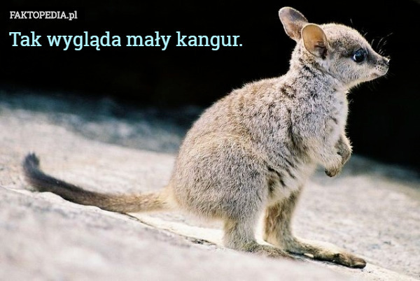 Tak wygląda mały kangur. 