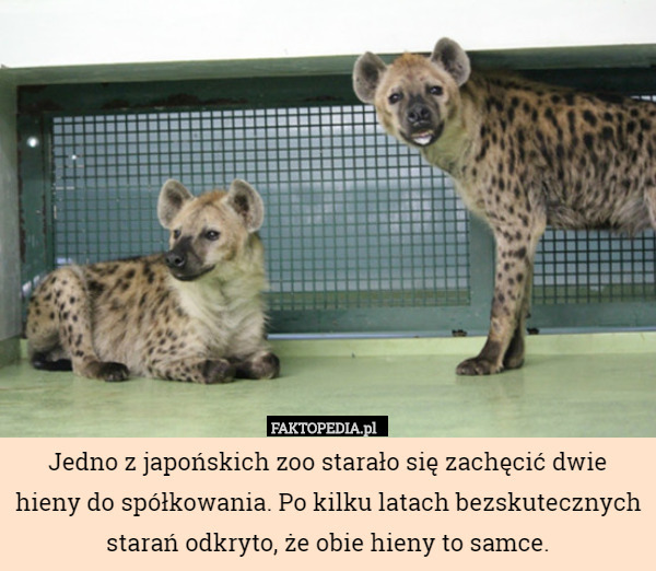 Jedno z japońskich zoo starało się zachęcić dwie hieny do spółkowania. Po kilku latach bezskutecznych starań odkryto, że obie hieny to samce. 