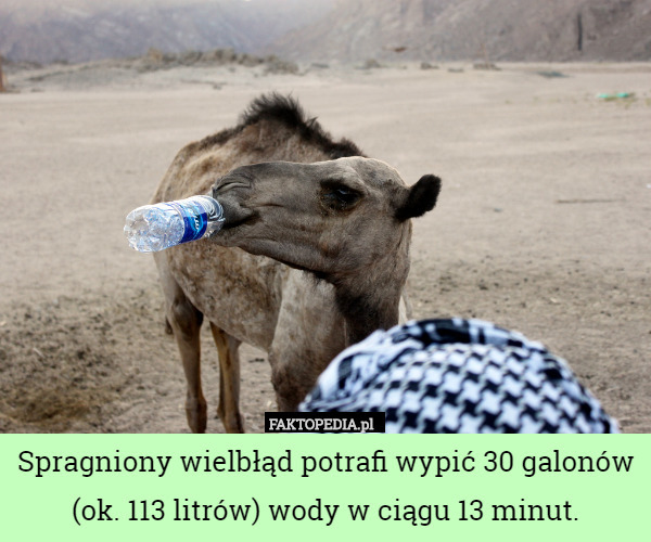 Spragniony wielbłąd potrafi wypić 30 galonów (ok. 113 litrów) wody w ciągu 13 minut. 