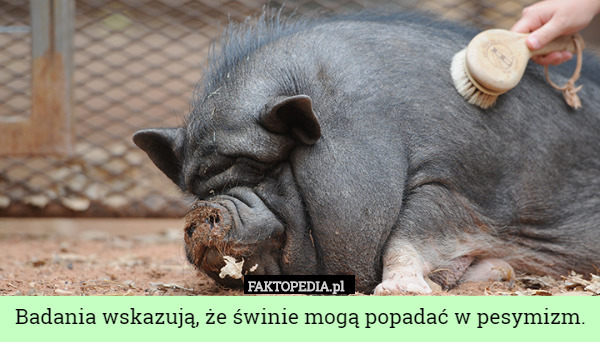 Badania wskazują, że świnie mogą popadać w pesymizm. 