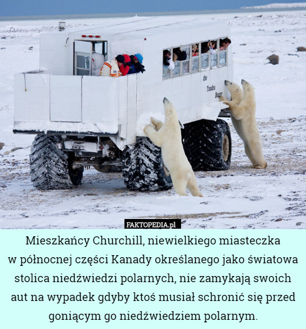 Mieszkańcy Churchill, niewielkiego miasteczka
 w północnej części Kanady określanego jako światowa stolica niedźwiedzi polarnych, nie zamykają swoich aut na wypadek gdyby ktoś musiał schronić się przed goniącym go niedźwiedziem polarnym. 