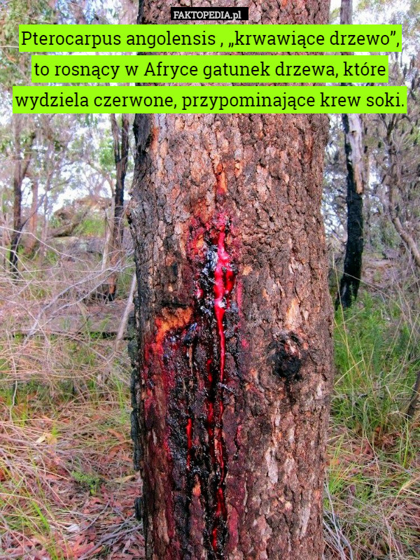 Pterocarpus angolensis , „krwawiące drzewo”,
 to rosnący w Afryce gatunek drzewa, które wydziela czerwone, przypominające krew soki. 