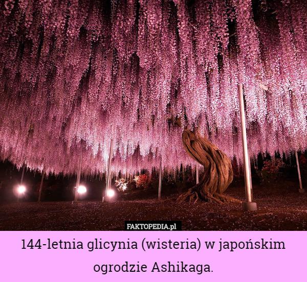 144-letnia glicynia (wisteria) w japońskim ogrodzie Ashikaga. 