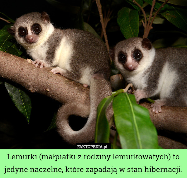 Lemurki (małpiatki z rodziny lemurkowatych) to jedyne naczelne, które zapadają w stan hibernacji. 