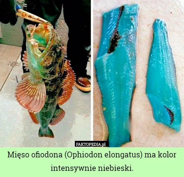 Mięso ofiodona (Ophiodon elongatus) ma kolor intensywnie niebieski. 