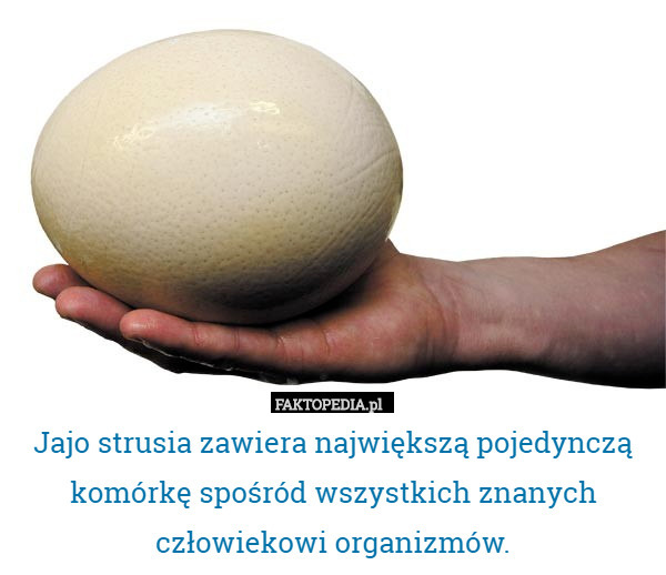 Jajo strusia zawiera największą pojedynczą komórkę spośród wszystkich znanych człowiekowi organizmów. 