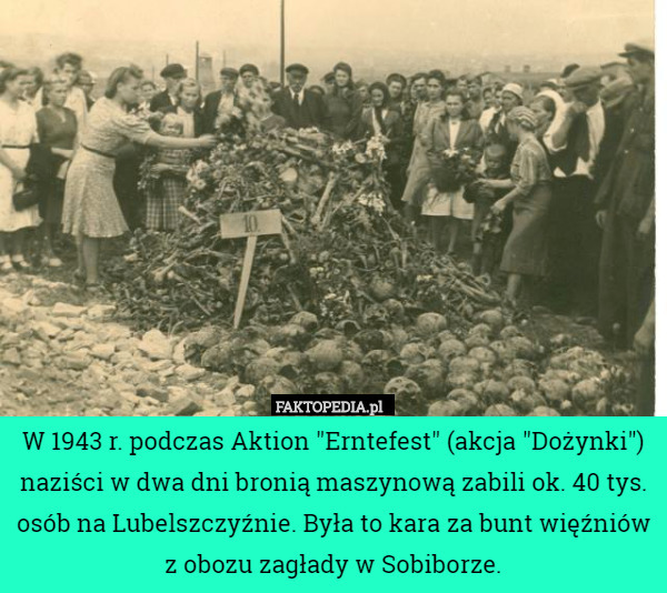 W 1943 r. podczas Aktion "Erntefest" (akcja "Dożynki") naziści w dwa dni bronią maszynową zabili ok. 40 tys. osób na Lubelszczyźnie. Była to kara za bunt więźniów z obozu zagłady w Sobiborze. 