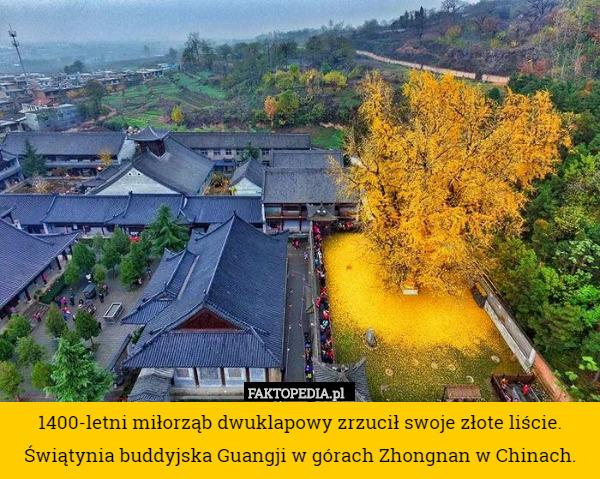 1400-letni miłorząb dwuklapowy zrzucił swoje złote liście. Świątynia buddyjska Guangji w górach Zhongnan w Chinach. 