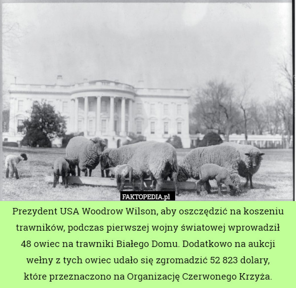 Prezydent USA Woodrow Wilson, aby oszczędzić na koszeniu trawników, podczas pierwszej wojny światowej wprowadził
 48 owiec na trawniki Białego Domu. Dodatkowo na aukcji
 wełny z tych owiec udało się zgromadzić 52 823 dolary,
 które przeznaczono na Organizację Czerwonego Krzyża. 