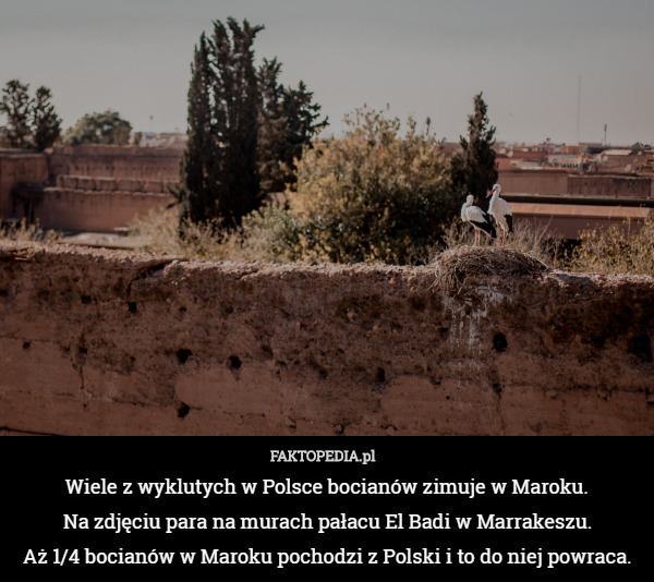 Wiele z wyklutych w Polsce bocianów zimuje w Maroku.
 Na zdjęciu para na murach pałacu El Badi w Marrakeszu.
 Aż 1/4 bocianów w Maroku pochodzi z Polski i to do niej powraca. 