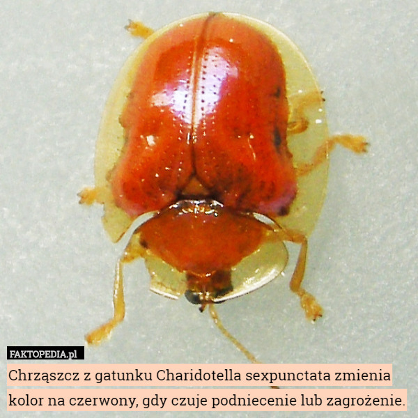 Chrząszcz z gatunku Charidotella sexpunctata zmienia kolor na czerwony, gdy czuje podniecenie lub zagrożenie. 