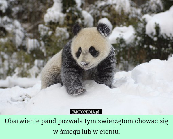 Ubarwienie pand pozwala tym zwierzętom chować się w śniegu lub w cieniu. 